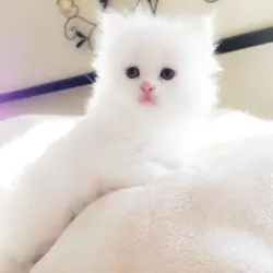 House Broken & Potty Trained Himalayan Persian