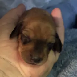dachshund puppies 7/1