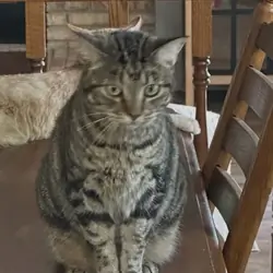 Female Adult Cats