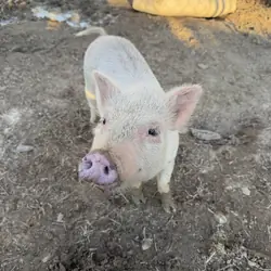 Potbelly Pig