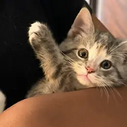 Free 8 week old Kittens