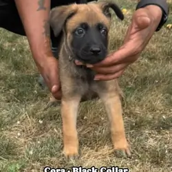Belgian Malinois German shepherd cross puppies