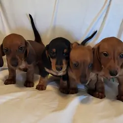 Dachshund AKC Minis