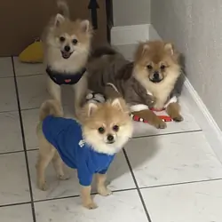 Pomeranian
