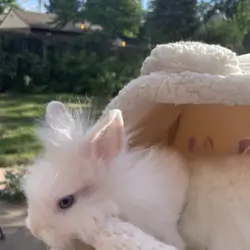 Lionhead Bunnies