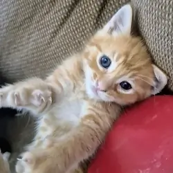 Kittens