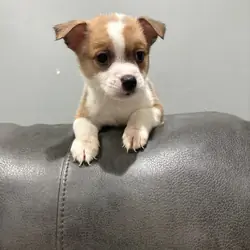 Corgi/ chi mix