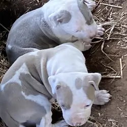 RAZOREDGE PUPPIES!!