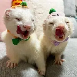 ferrets