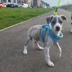 Sweet male, female Whippet puppies