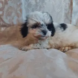 Milo,  in-home raised, non-shedding