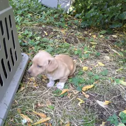 Chipoo corgi