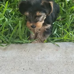 Yorkie boy