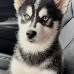 Pomsky