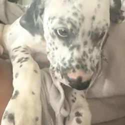 Fonzie purebred Dalmatian puppy