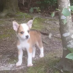 Corgi and chihuahua mixed puppy
