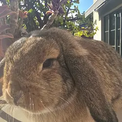 Bunnies