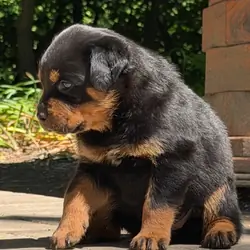Rottweiler puppies