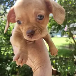 Chiweenie Puppies