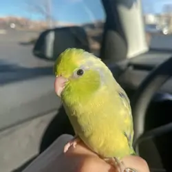 Parrotlet