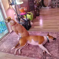 Two Young Hounds/Cur