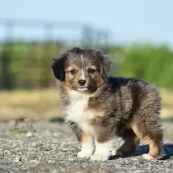 Toy sized Australian Shepherd