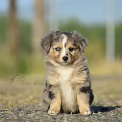 Toy Sized Mini American Shepherd