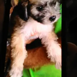 Morkie Yorkie Poo