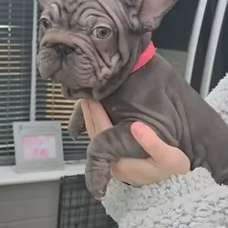 TOP QUALITY KC REG FRENCH BULLDOG PUPPIES(HEALTHT)