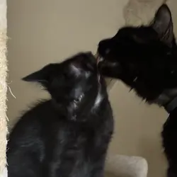 4 Kittens