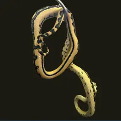 Carpet Python