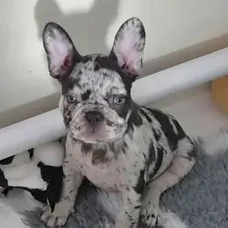 French Bulldog Puppies Available
