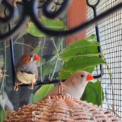 Zebra finches