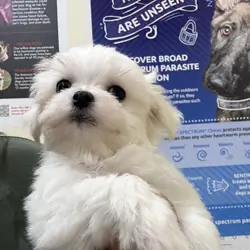 Male Maltese puppy
