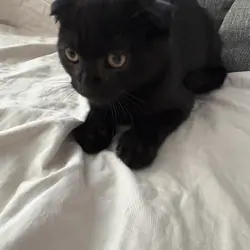 Scottish fold kitten