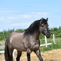 Kiger Mustang + Peruvian Paso cross foal in utero