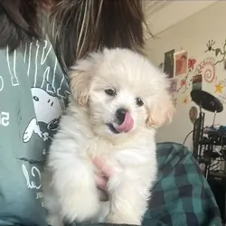 Maltese babies