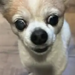 Cute Teacup Chihuahua & Jack Russell Terrier Mix