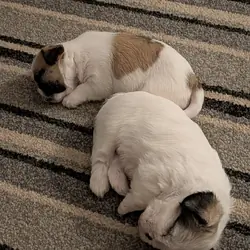 Adorable Shih Tzu puppies
