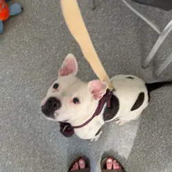 American Bull Dog Terrier