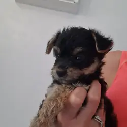 Yorkshire terrier pups