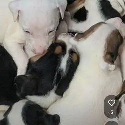 Pit bull puppies