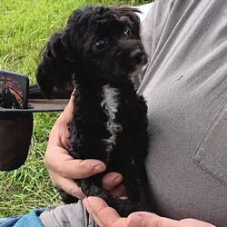 Toy poodle Peaches