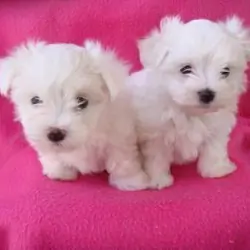 Two Teacup Maltese Puppies Needs a New Family