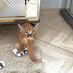 Beautiful caracal kittens are available