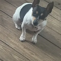 Teddy Roosevelt Terrier/Rat Terrier type B
