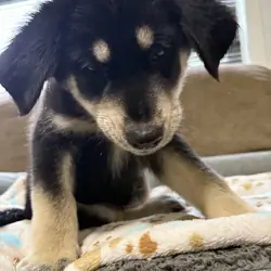 Goldendoodle - Siberian Husky Puppies