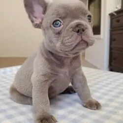 French Bulldog Puppies