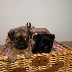 AKC Reg Brussel Griffon Puppy