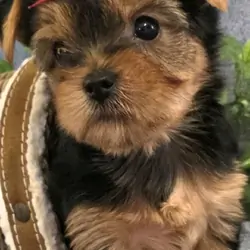 Akc yorkie